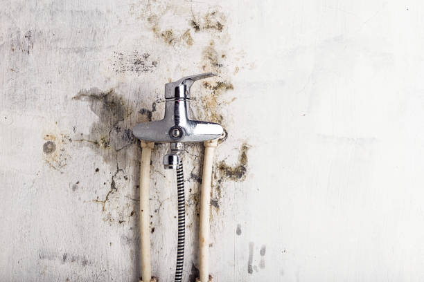 Best Commercial Mold Removal  in Covington, GA