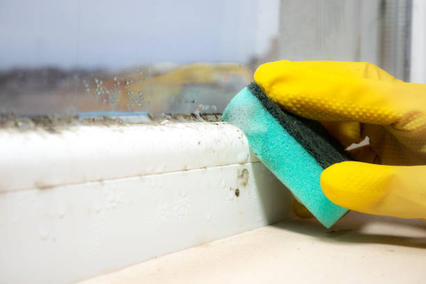 Best Professional Mold Removal  in Covington, GA