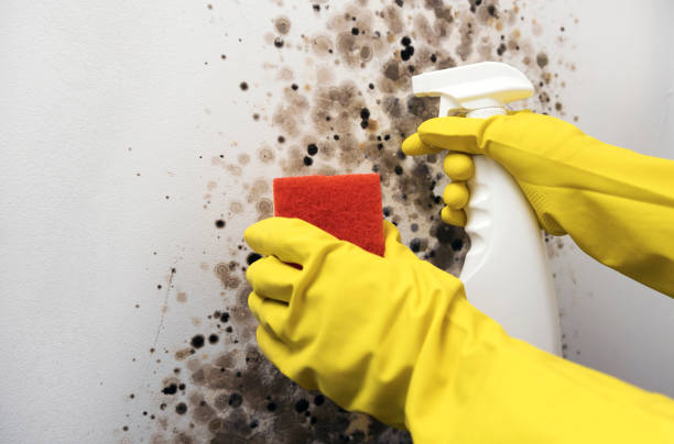 Best Crawl Space Mold Removal  in Covington, GA
